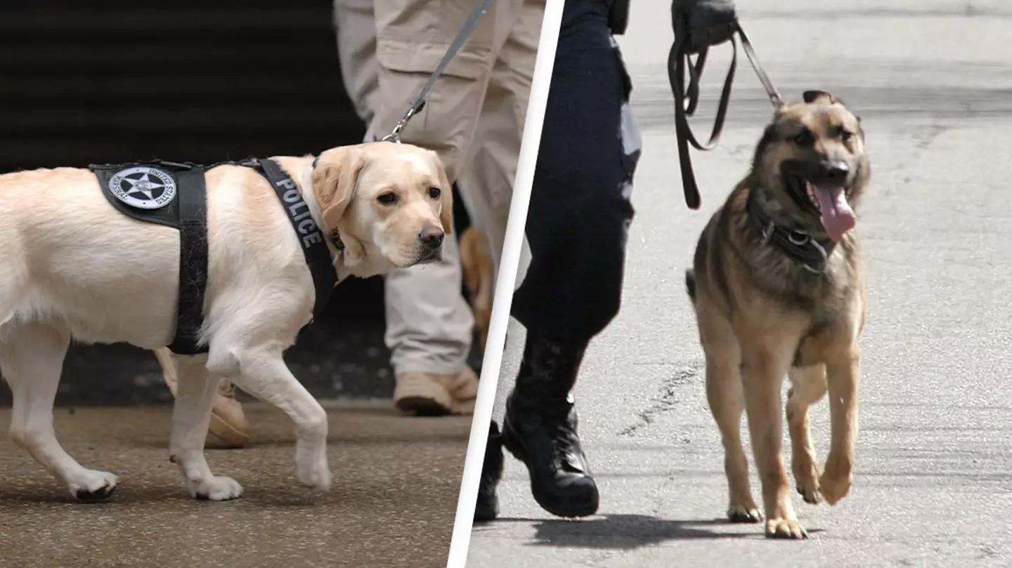 Eight police dogs die inside truck after the air conditioning unit breaks during 'freak accident'