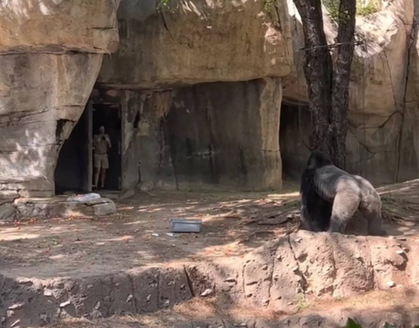 The zookeepers were trapped inside with a gorilla named Elmo.