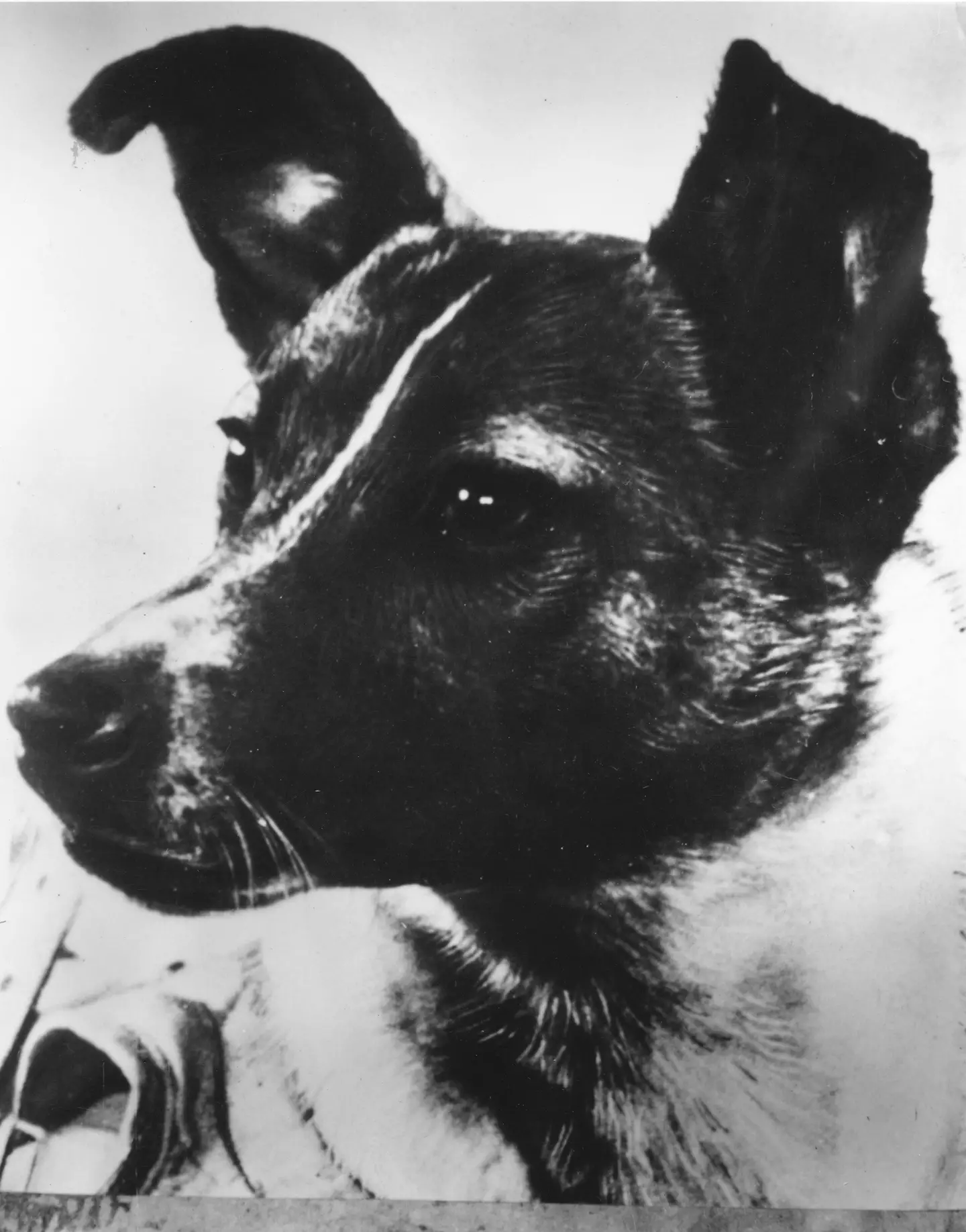 Laika died in orbit (Keystone/Getty Images)