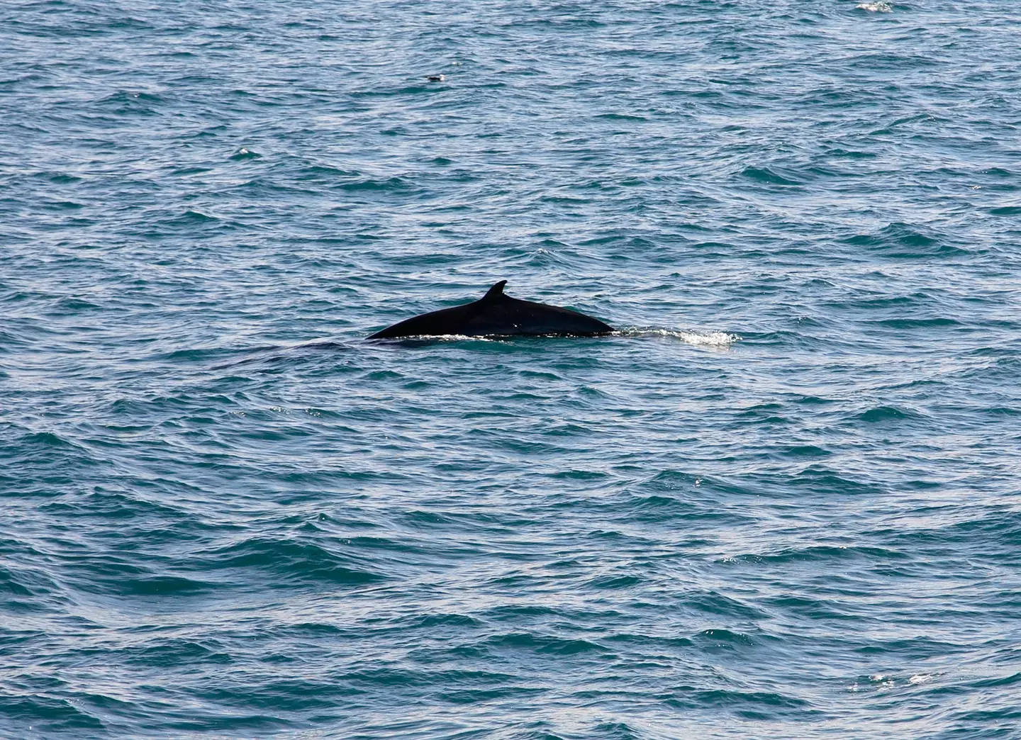 Quotas for whaling include fin whales and minke whales.