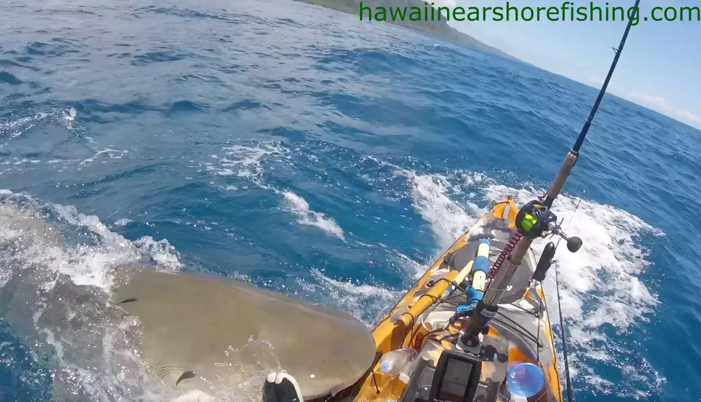 The tiger shark began battering the boat with its body.