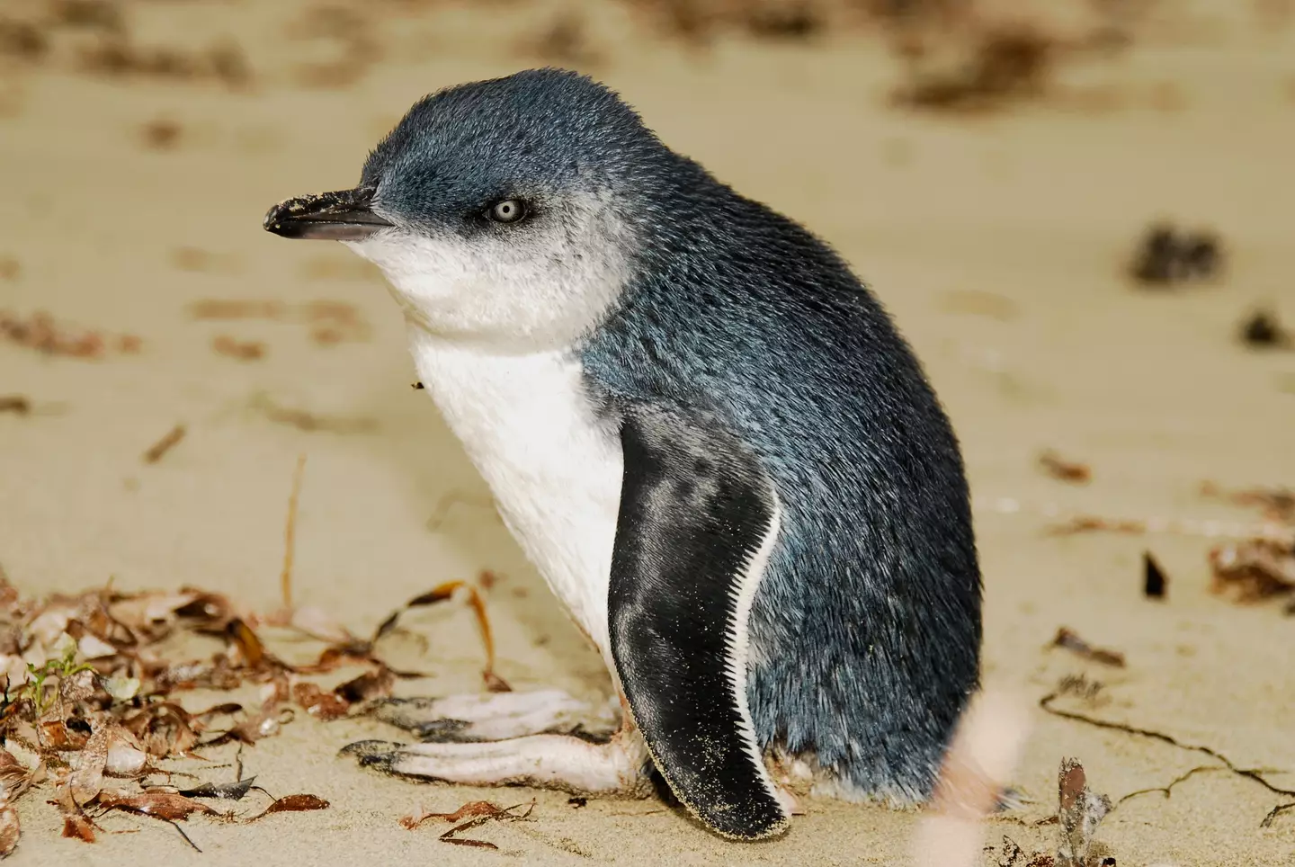 Dozens of decapitated penguins have been washing ashore.