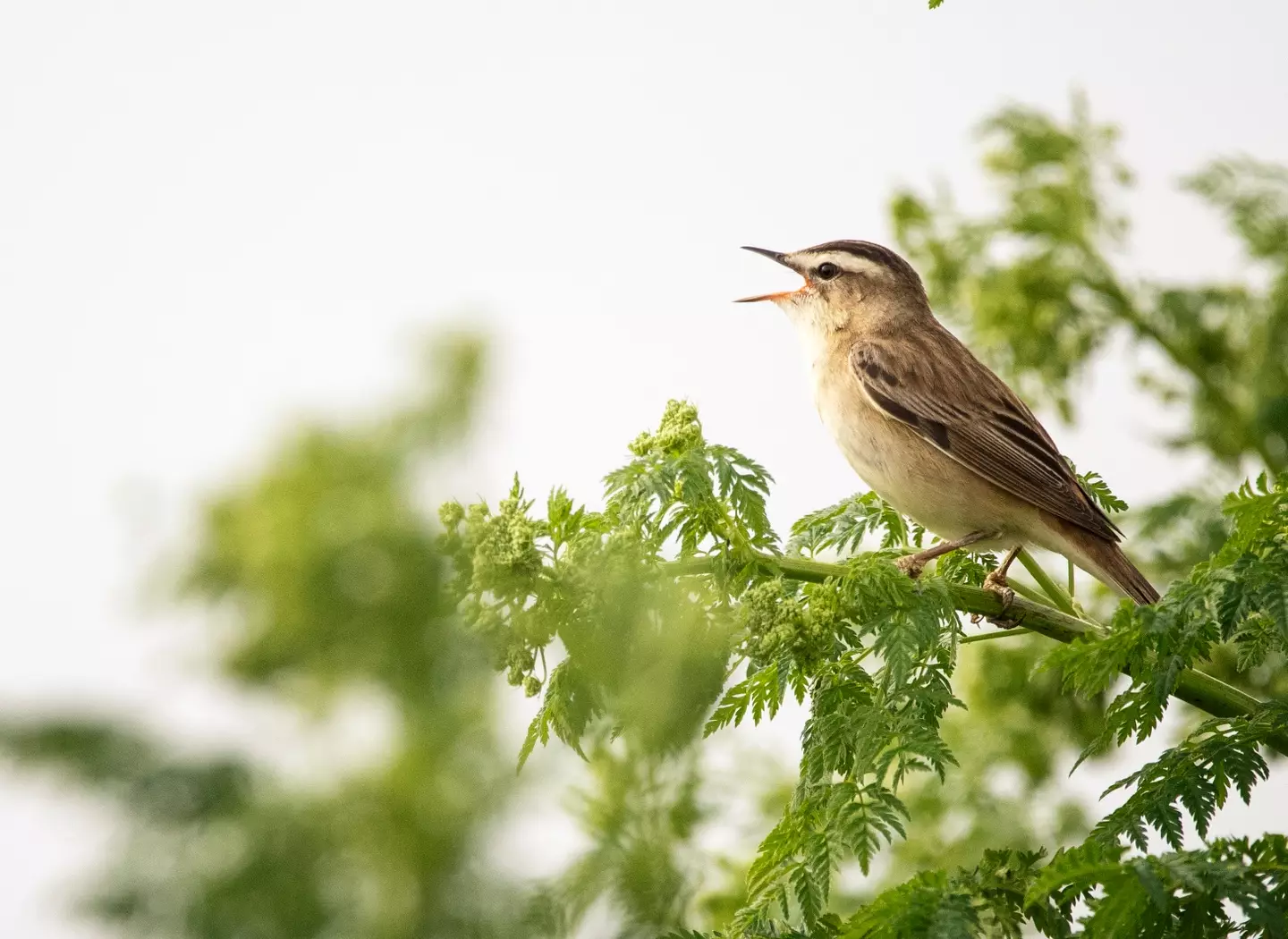 When translated to audio, chorus waves resemble the sound of a bird chirping (Getty Stock Image)