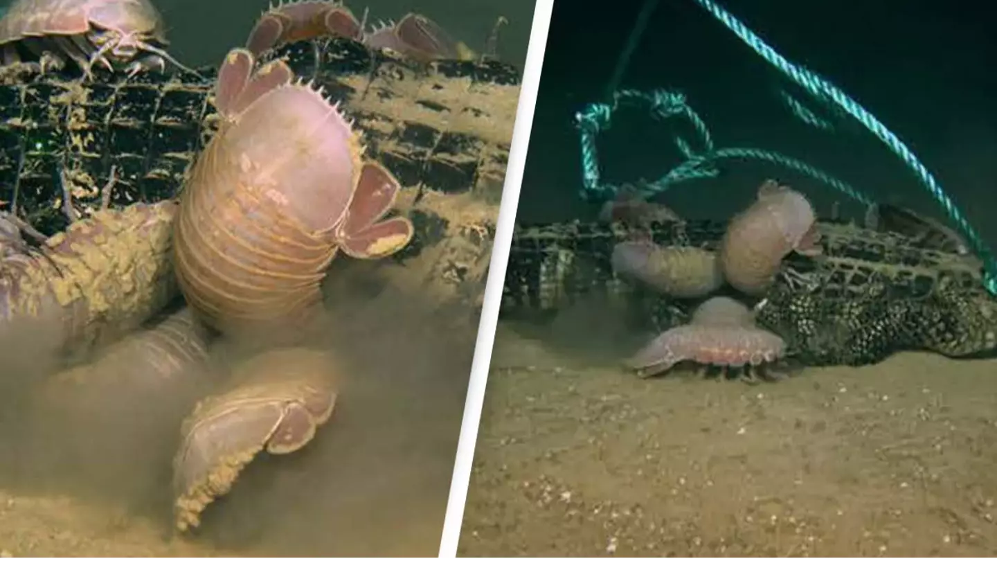 LUMCON/McClain et al.