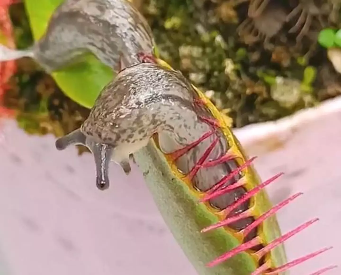 Slug takes on Venus Flytrap (interestingplant/TikTok)