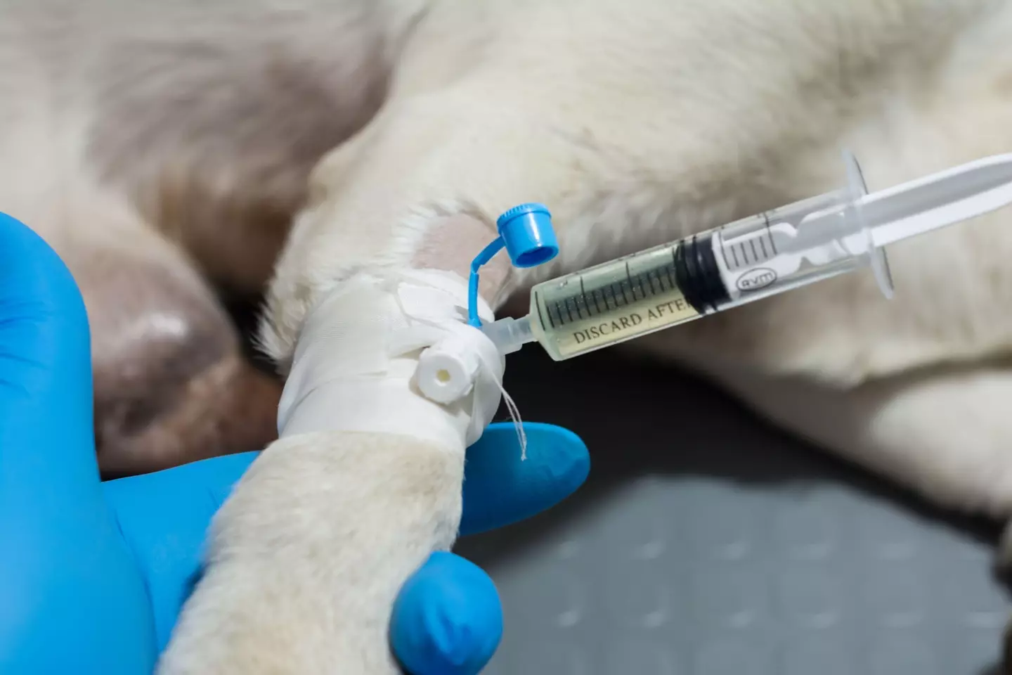 Xylazine is legal in animals, but hugely harmful to humans.