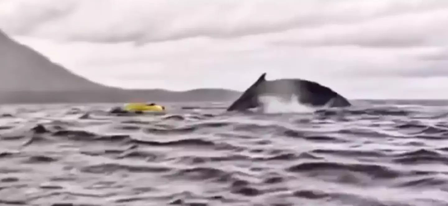 The whale swallowed the man (Twitter/AMAZlNGNATURE)