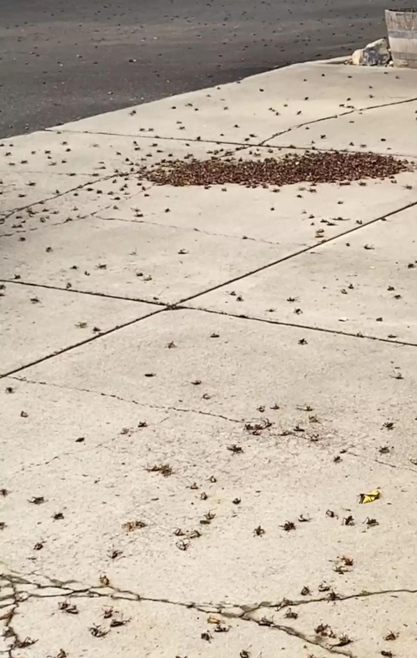 Millions of Mormon crickets have flooded the city.