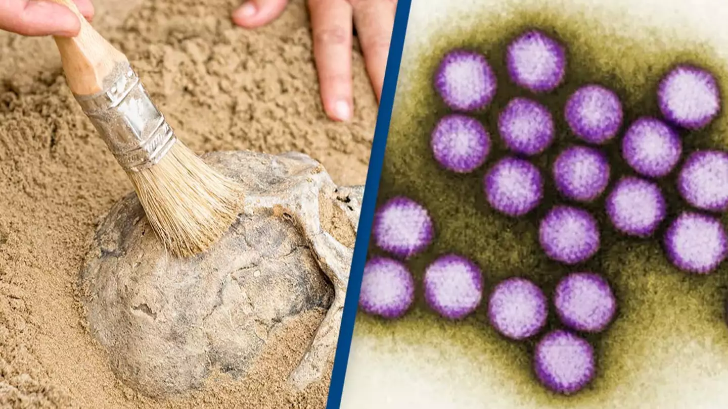 Scientists discover oldest known human virus in 50,000 year old bones