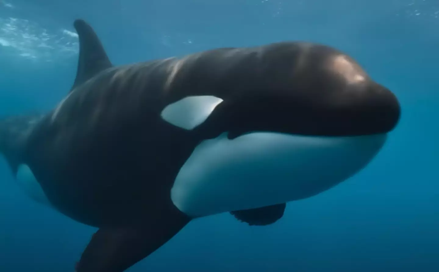 The video shows the killer whale swimming up to the shark before ramming it head first.
