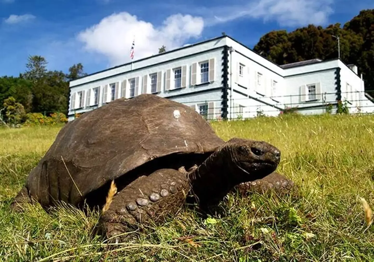 Jonathan the tortoise. (Guinness World Records)