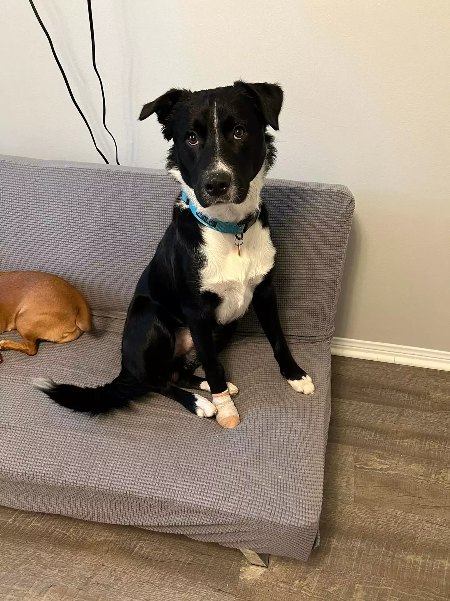 One-year-old Axel has been hailed a hero.