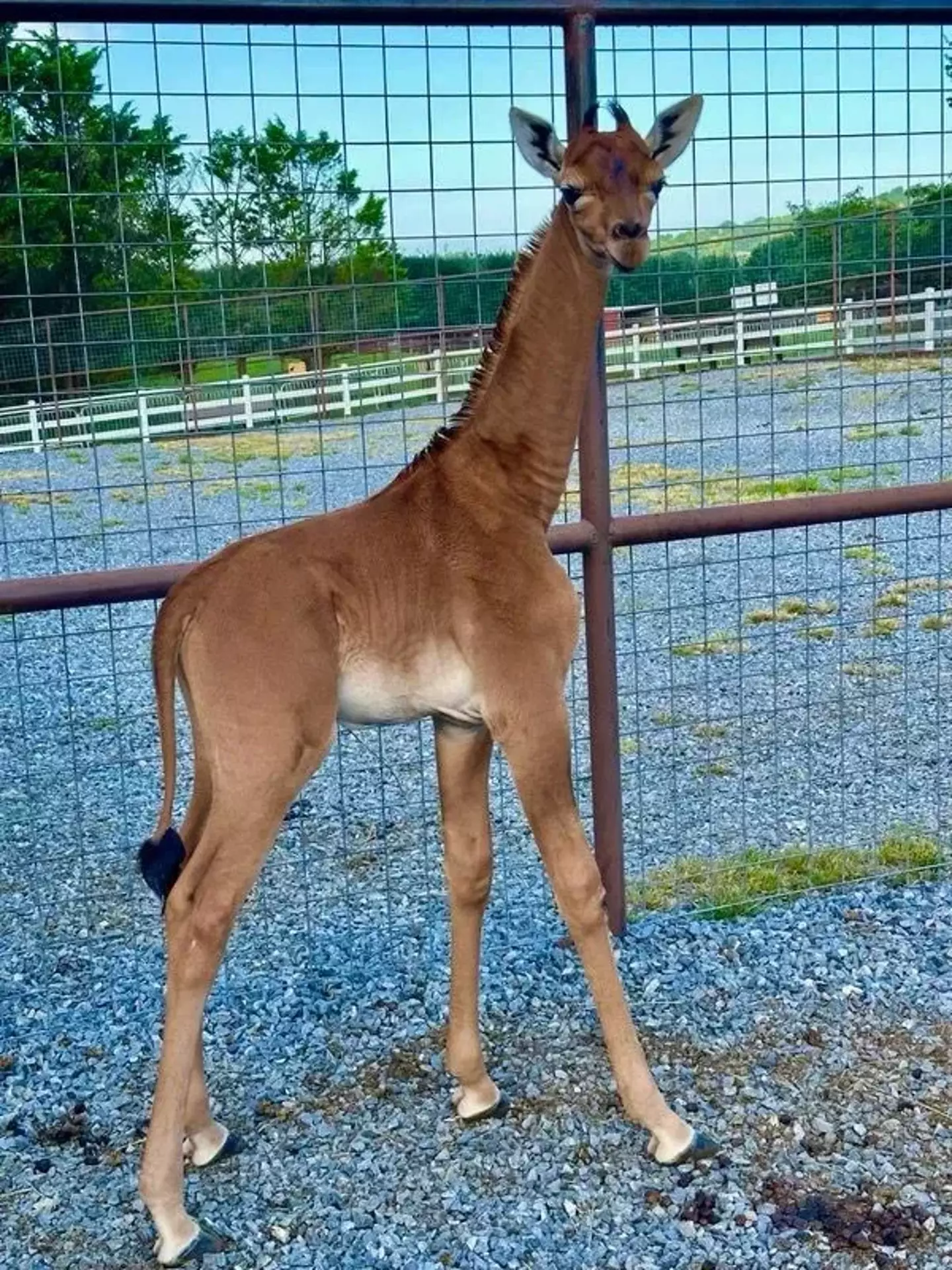 The spotless giraffe is believed to be one of a kind.