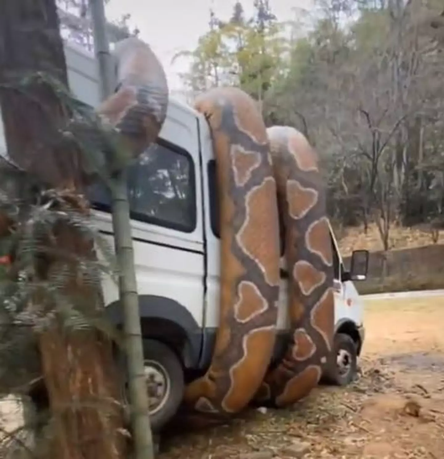 Giant snake wrapped around van (@thegemsfamily/TikTok)