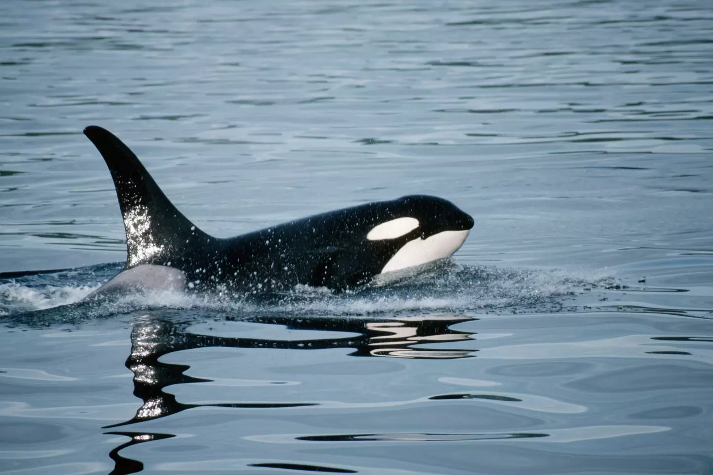 The grooming has been seen to help the whales to bond with one another (Getty Stock Images)