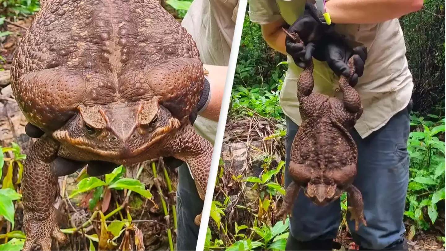Giant cane toad 'Toadzilla' could be world's biggest