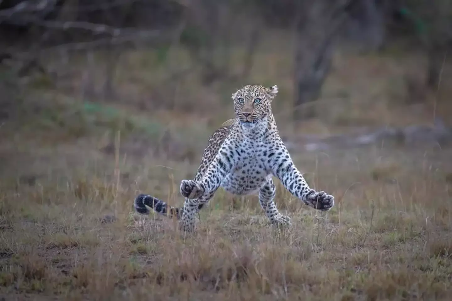 Something startled this leopard.
