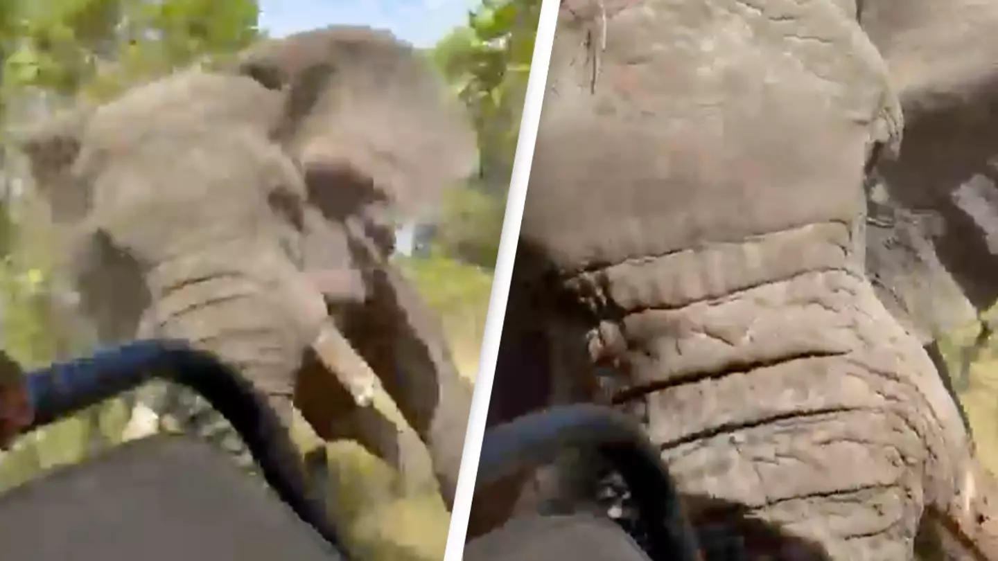 Footage captures horrifying moment elephant kills tourist after charging at safari truck