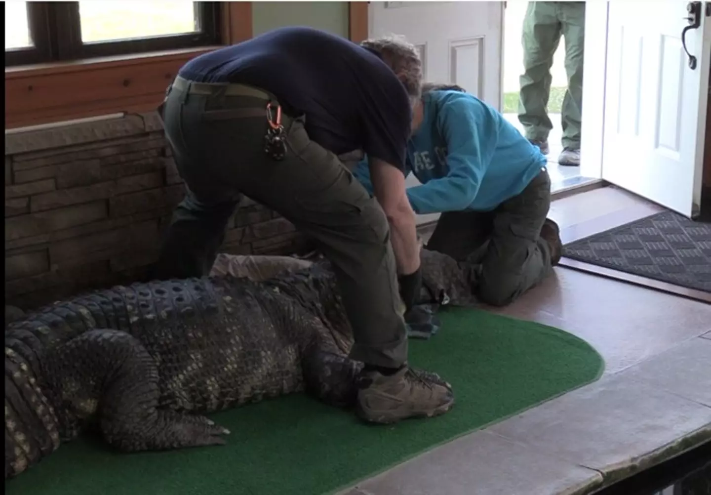 The 11-foot alligator was around 30 years old.