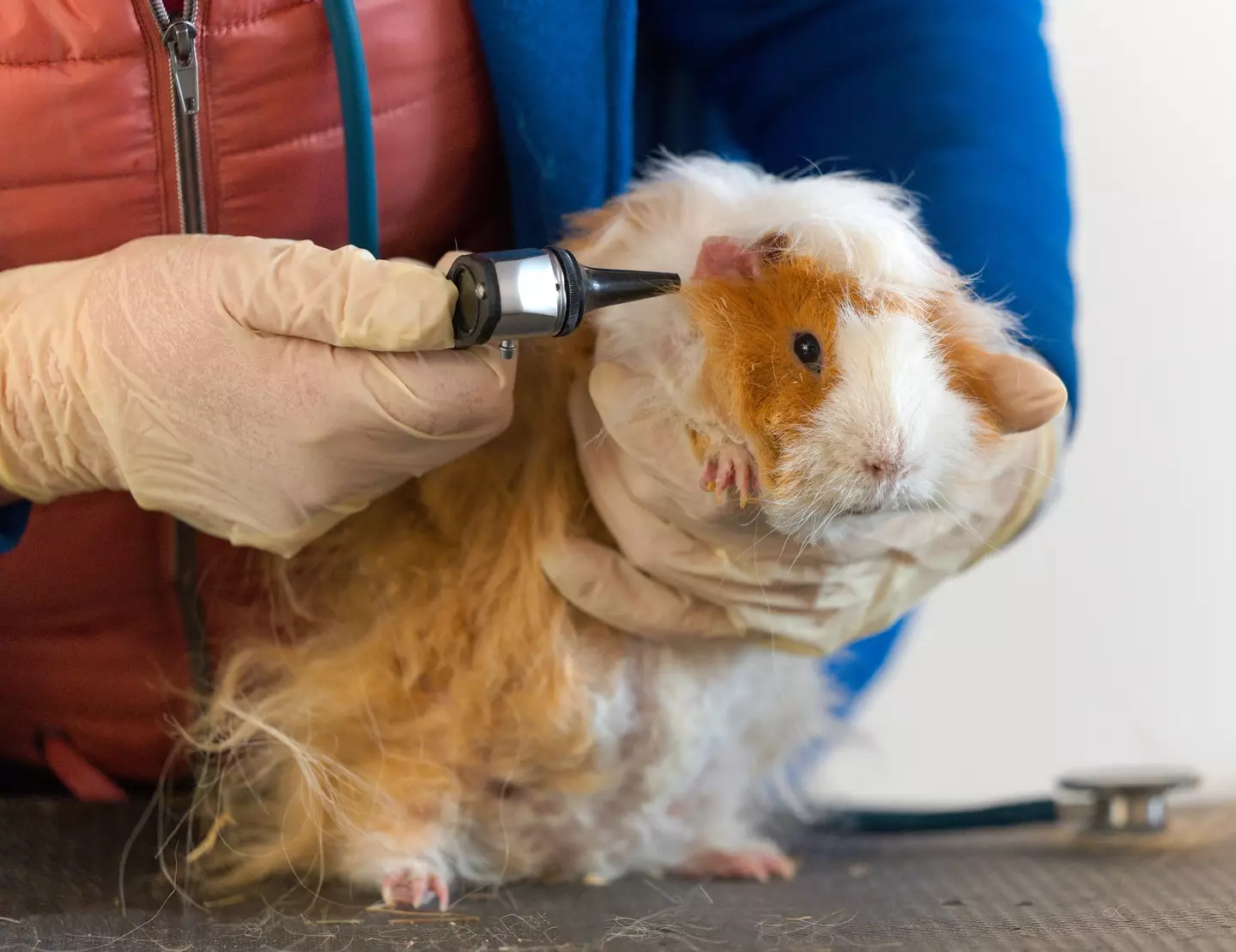 The guinea pigs were examined after having listened to the track on repeat for four hours (Getty Stock Image)