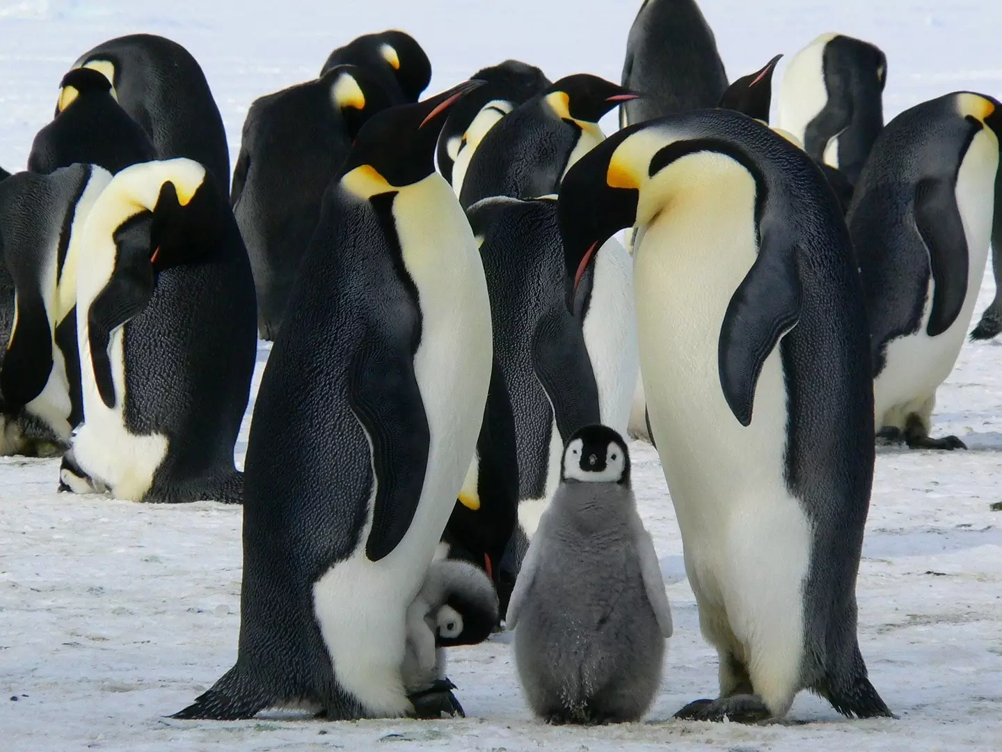 Penguins are typically considered very cute animals.