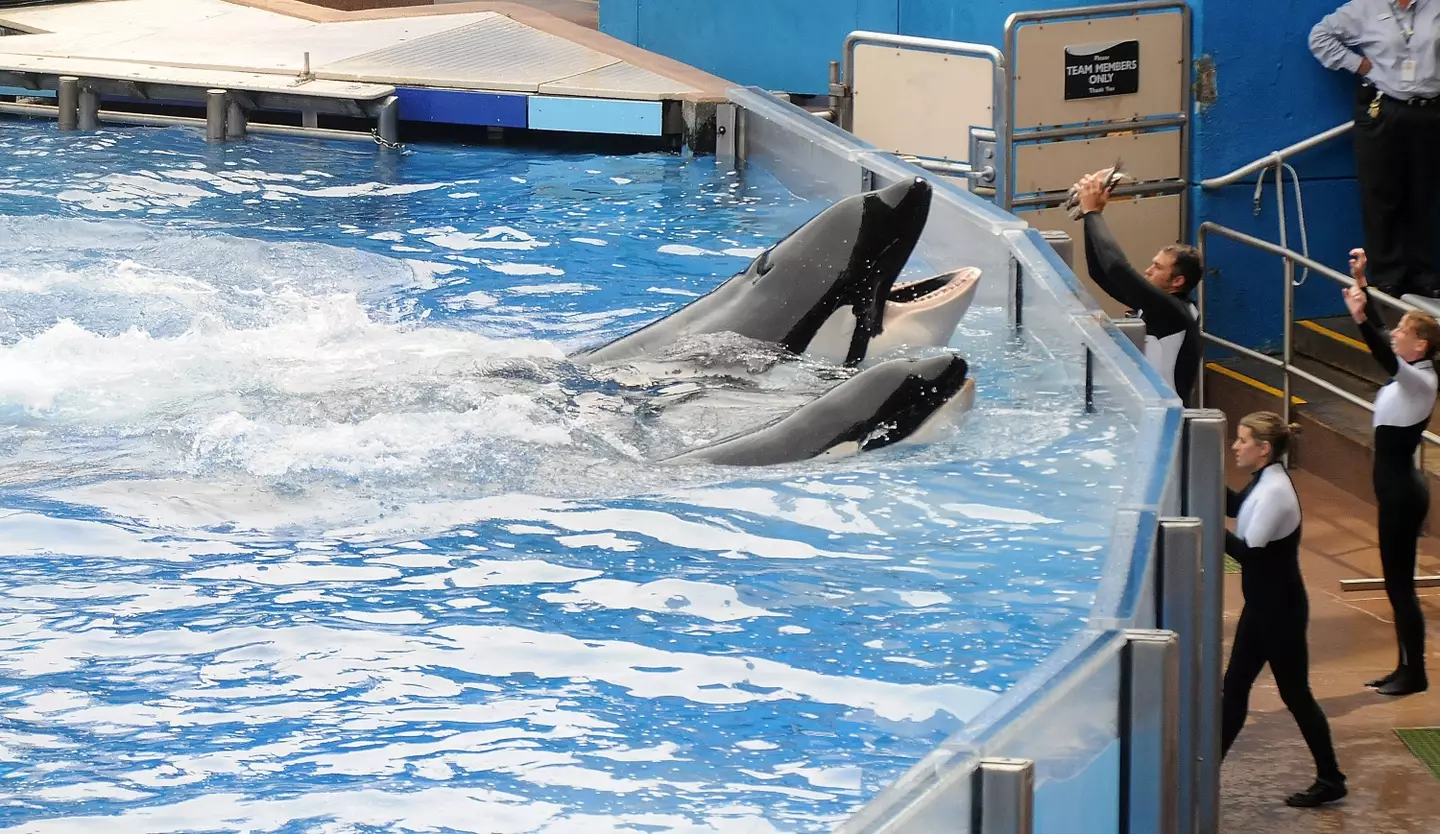 Tilikum dragged Brancheau from the edge of the pool. (Gerardo Mora/Getty Images)