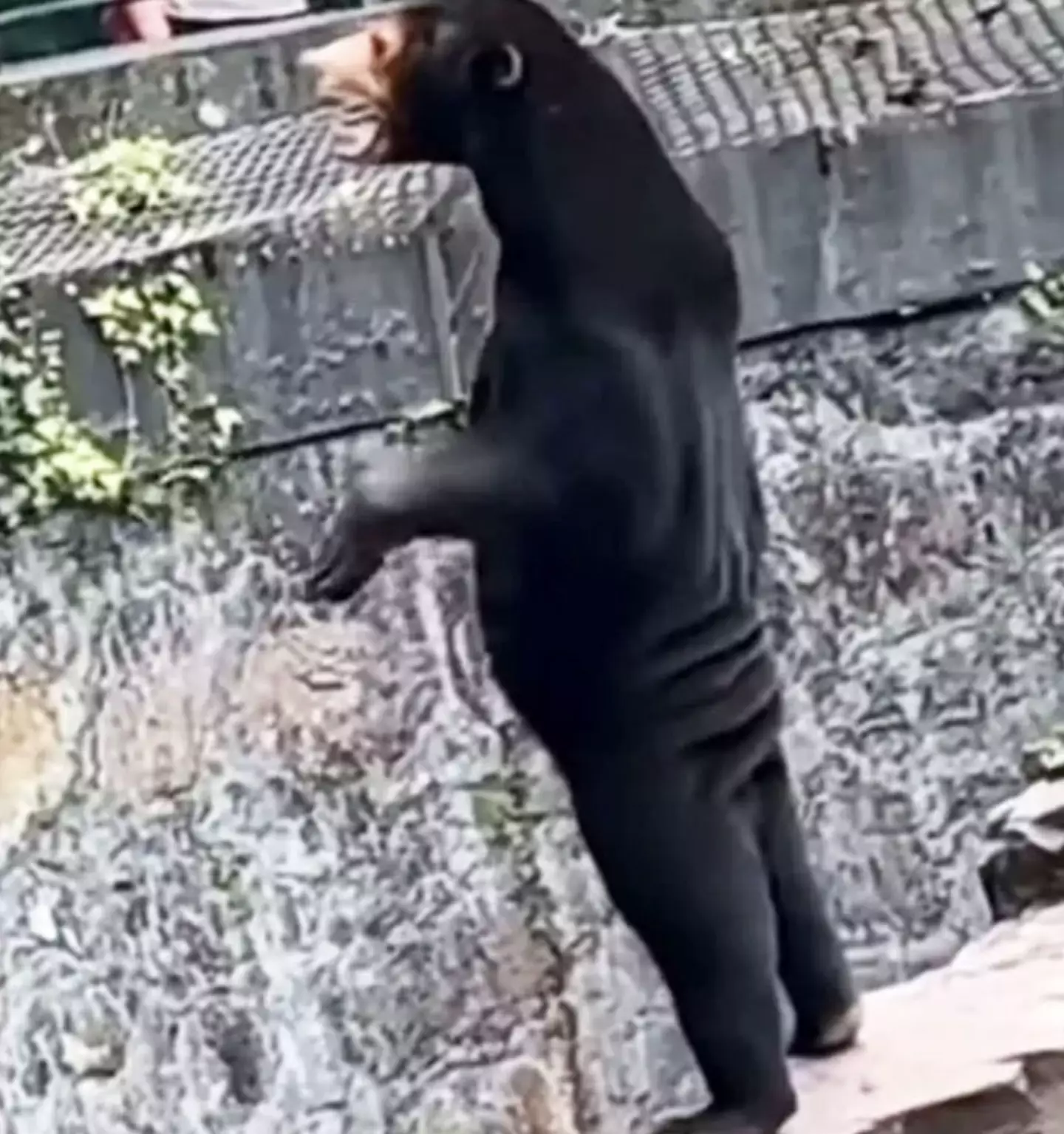 The footage of the 'human bear' went viral on social media.