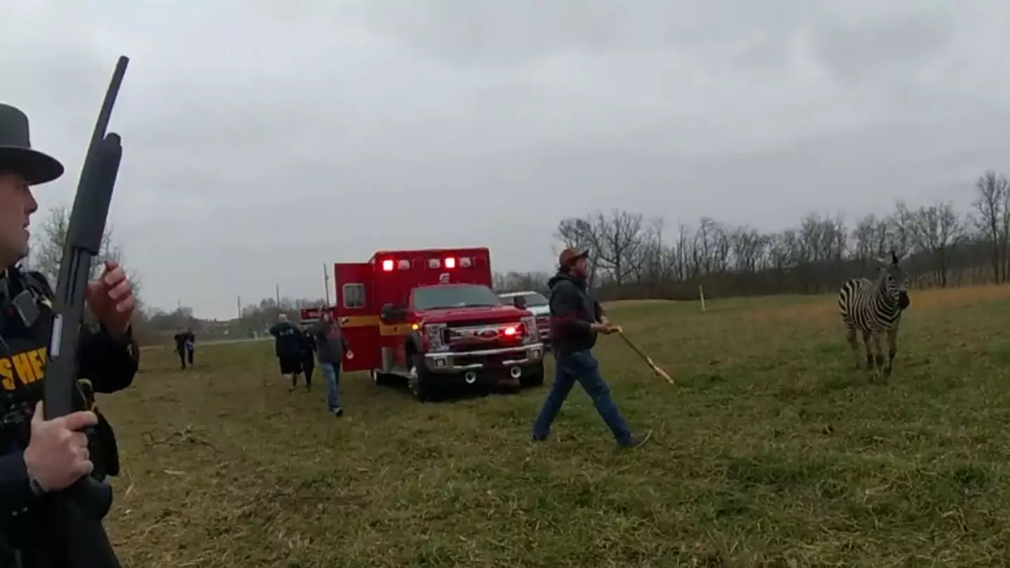 The news of the zebra's death has sparked outrage on social media.