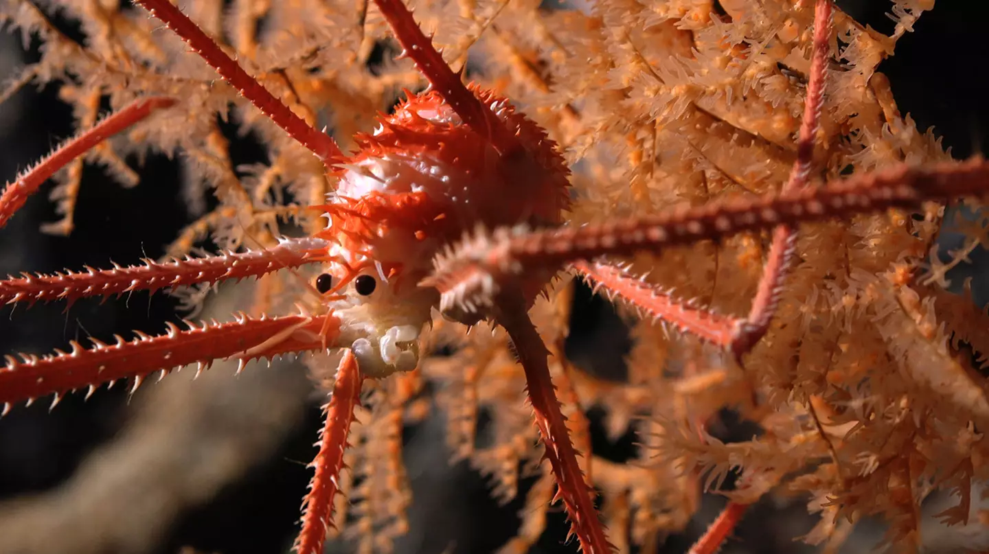A squat lobster discovered as part of the findings.
