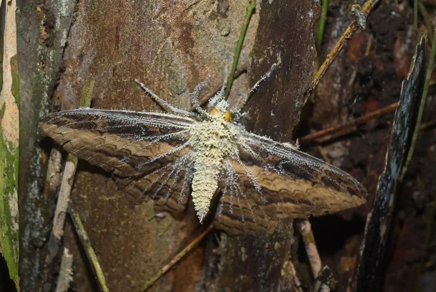 Insects are already under attack from the cordyceps fungus, are humans next?