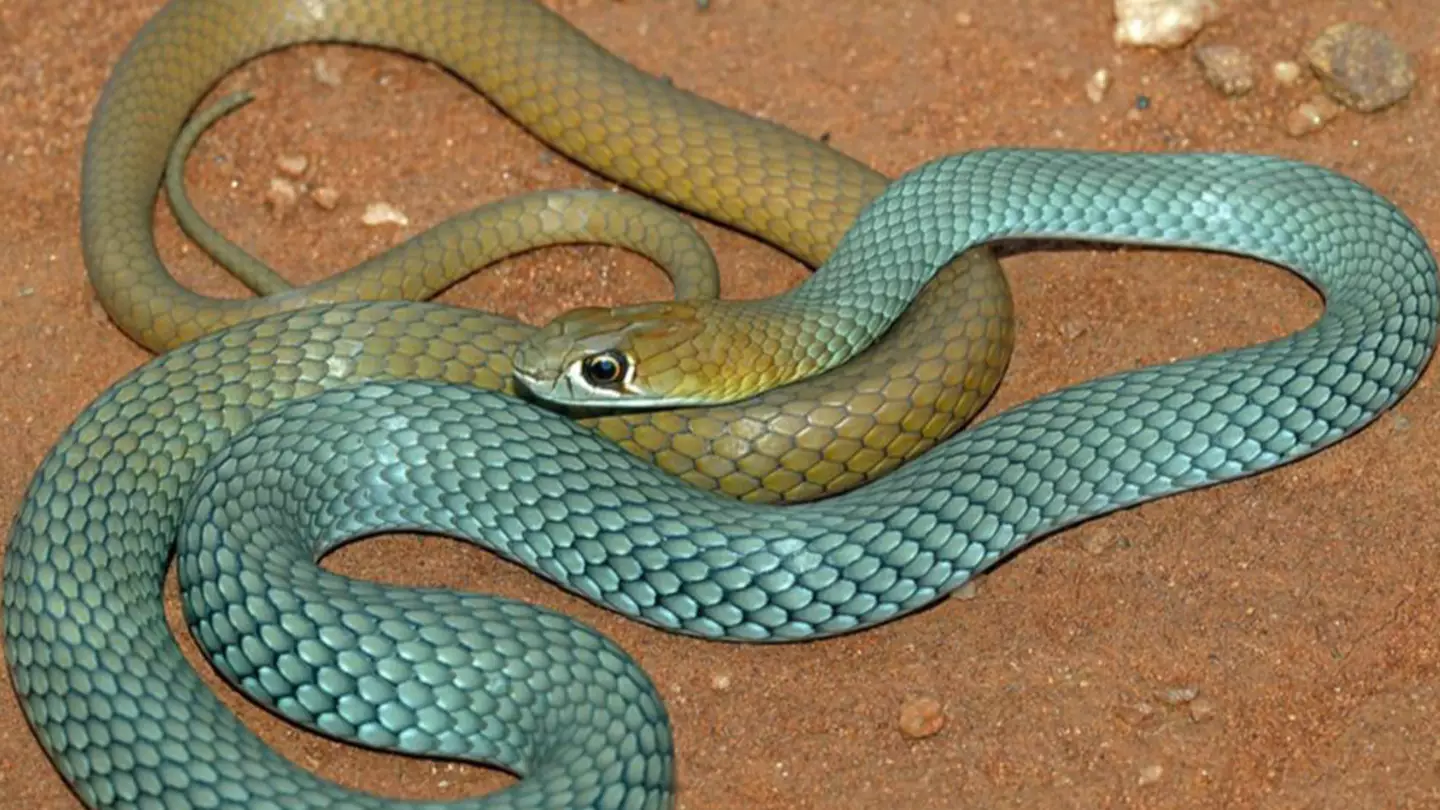 New species of venomous snake has been discovered in Australia