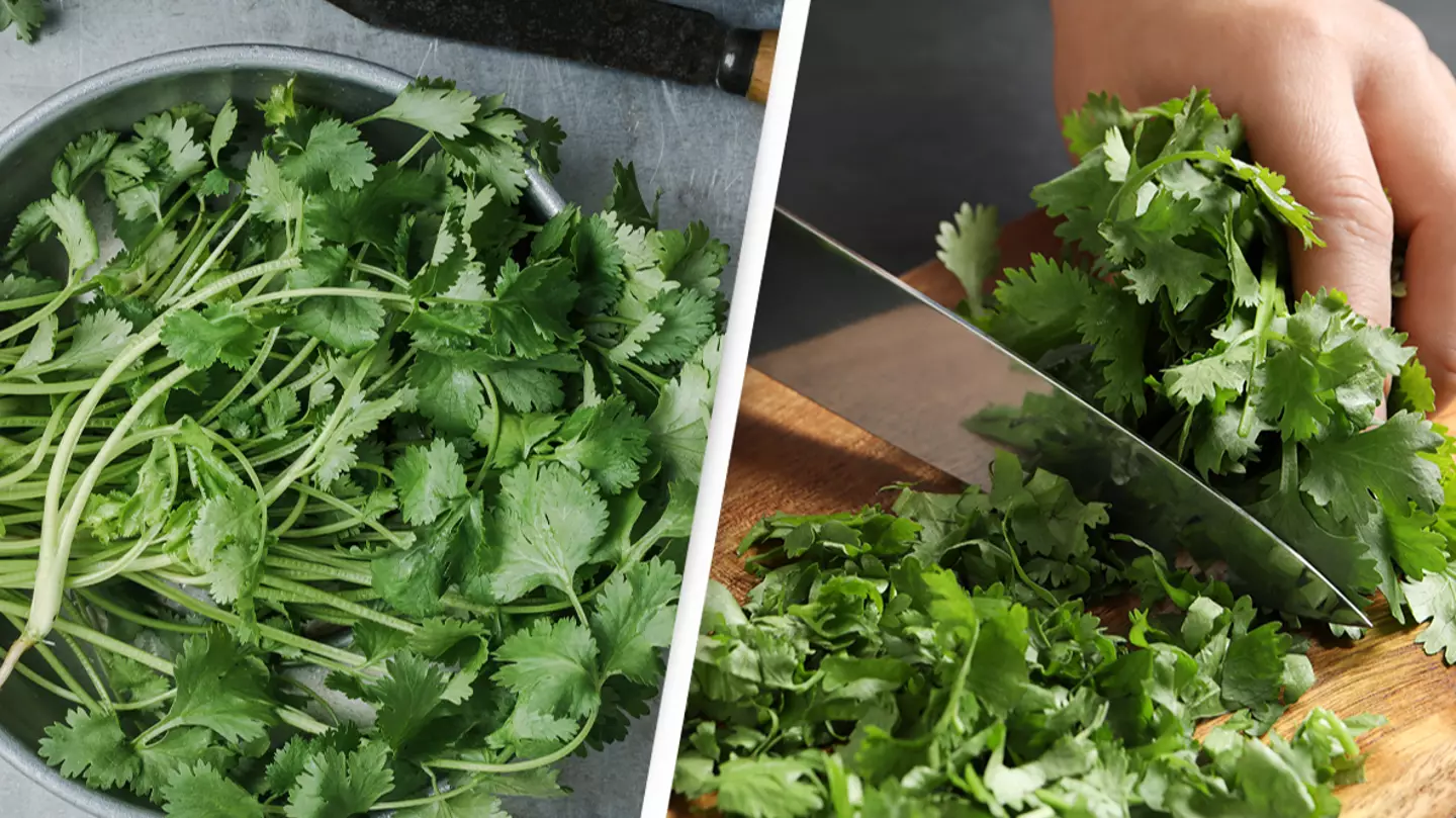 There's a scientific reason why some people hate the taste of cilantro