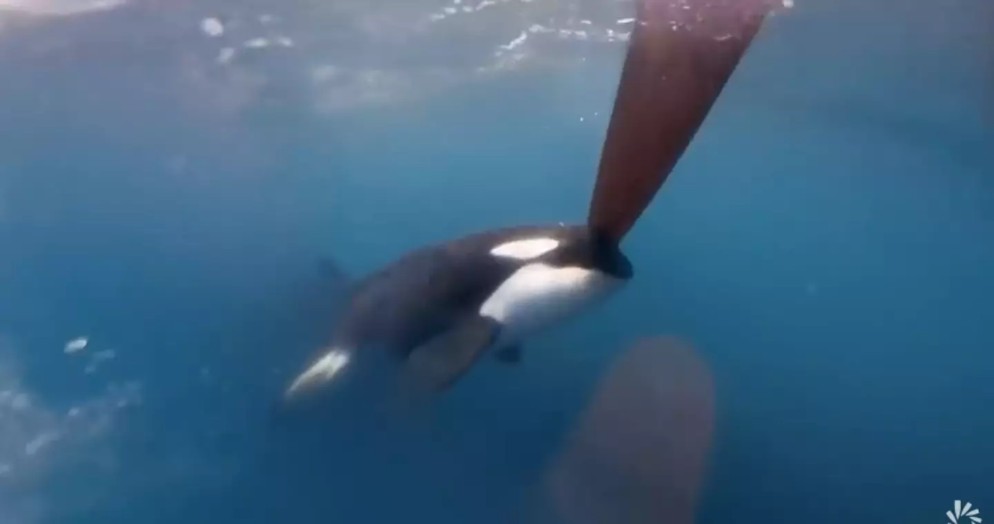 The orcas were seen biting the rudders of the boat.