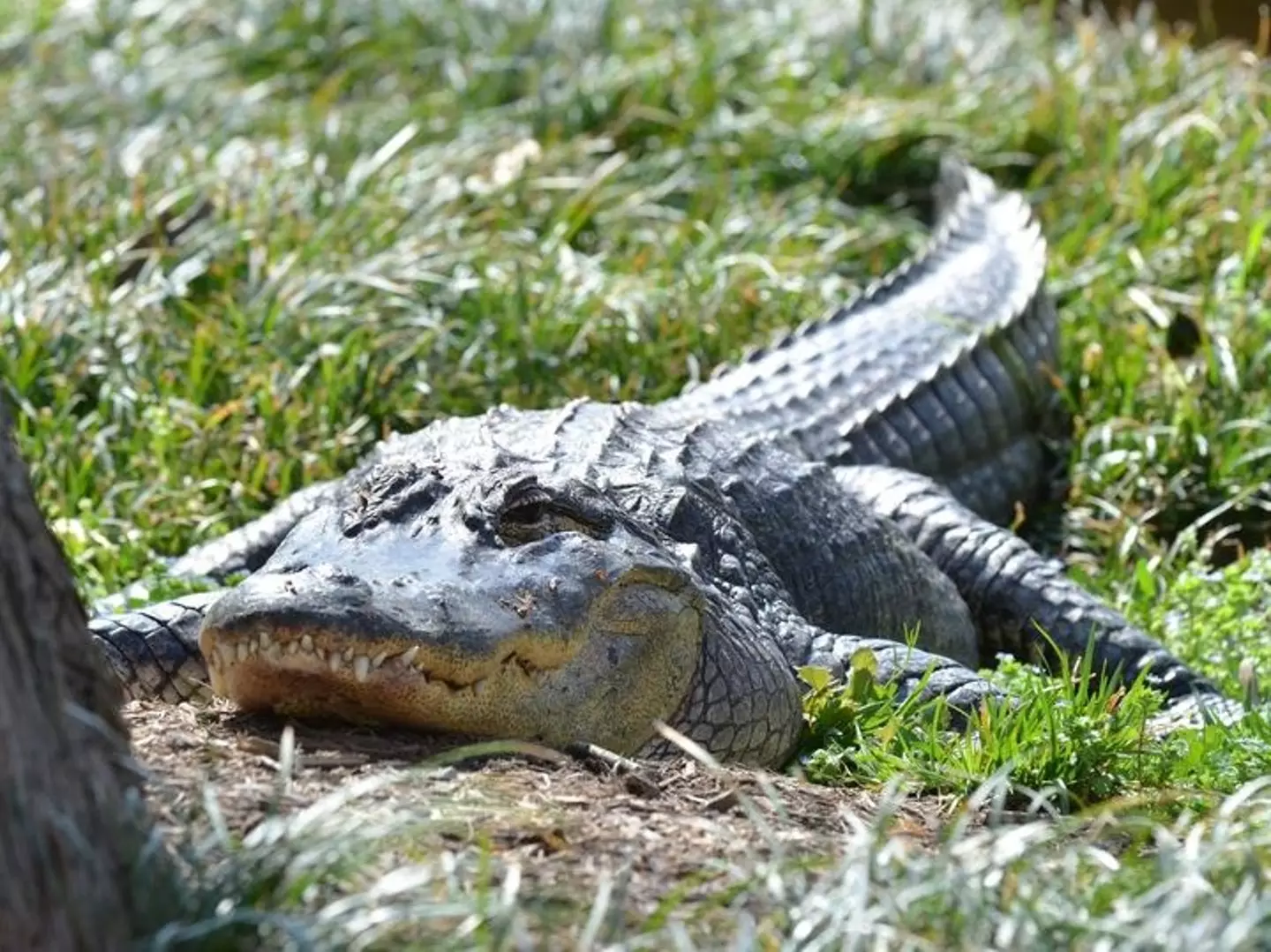 A gator housed at the Smithsonian's National Zoo / Smithsonian’s National Zoo and Conservation Biology Institute