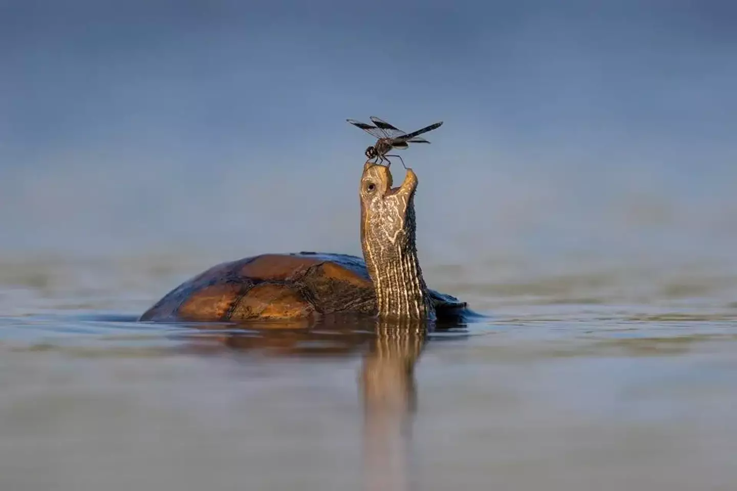 A turtle befriends a dragonfly.
