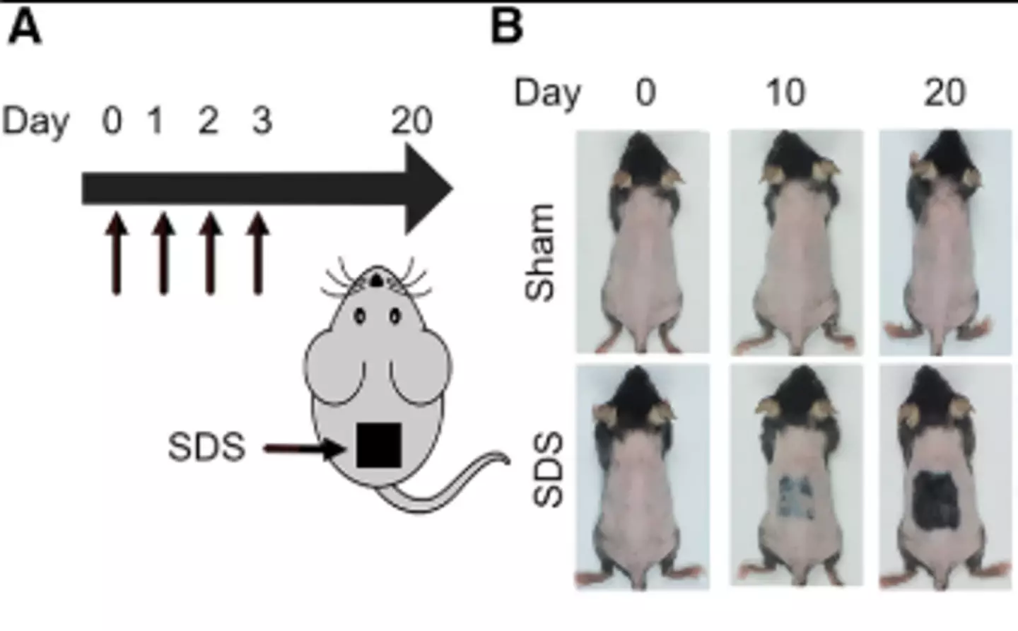 The research shows the hair grew back in the mice (Cell Metabolism)