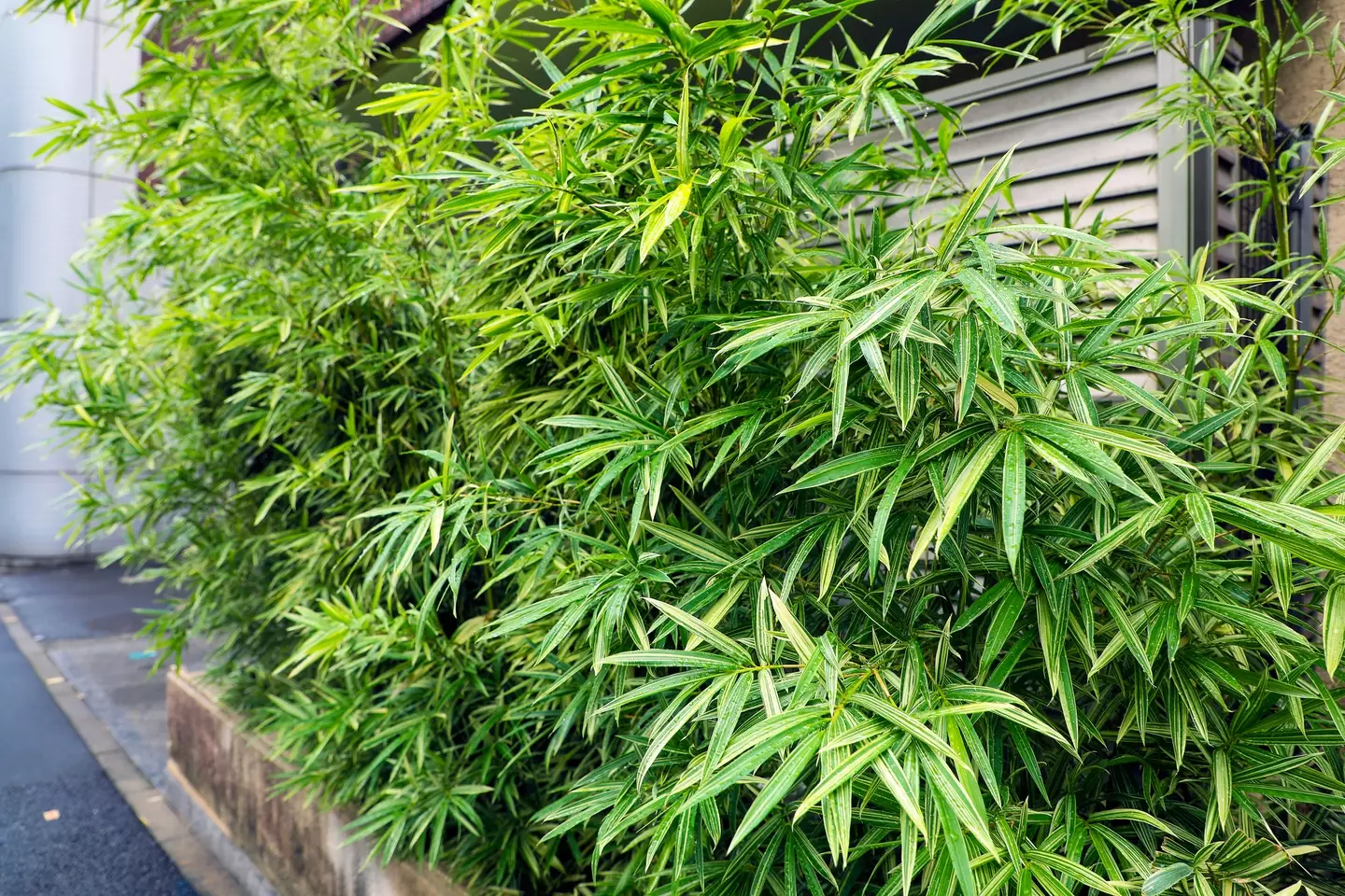 While bamboo may look easy on the eyes, it can get out of control real fast (Getty Stock Image)