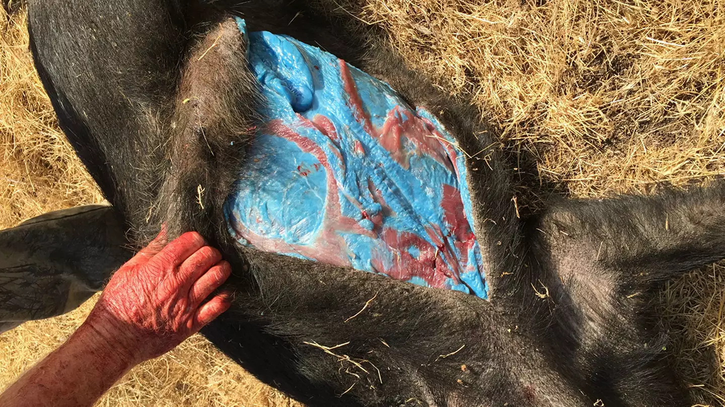 Reports of pigs with blue flesh date back to 2015 (GlendilTEK/Imgur)