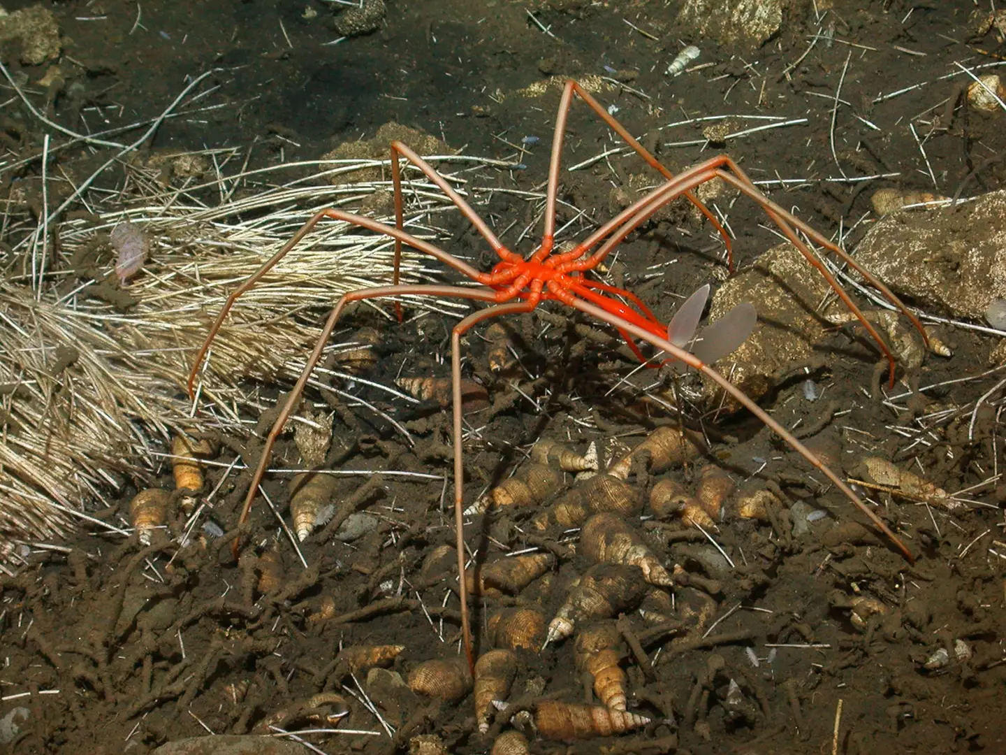 Researchers observed two spiders that appeared to be mating.