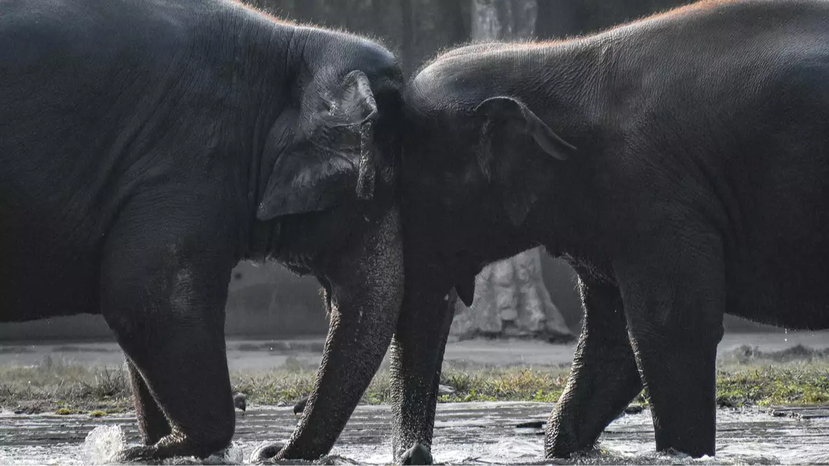 Getty Images/NurPhoto