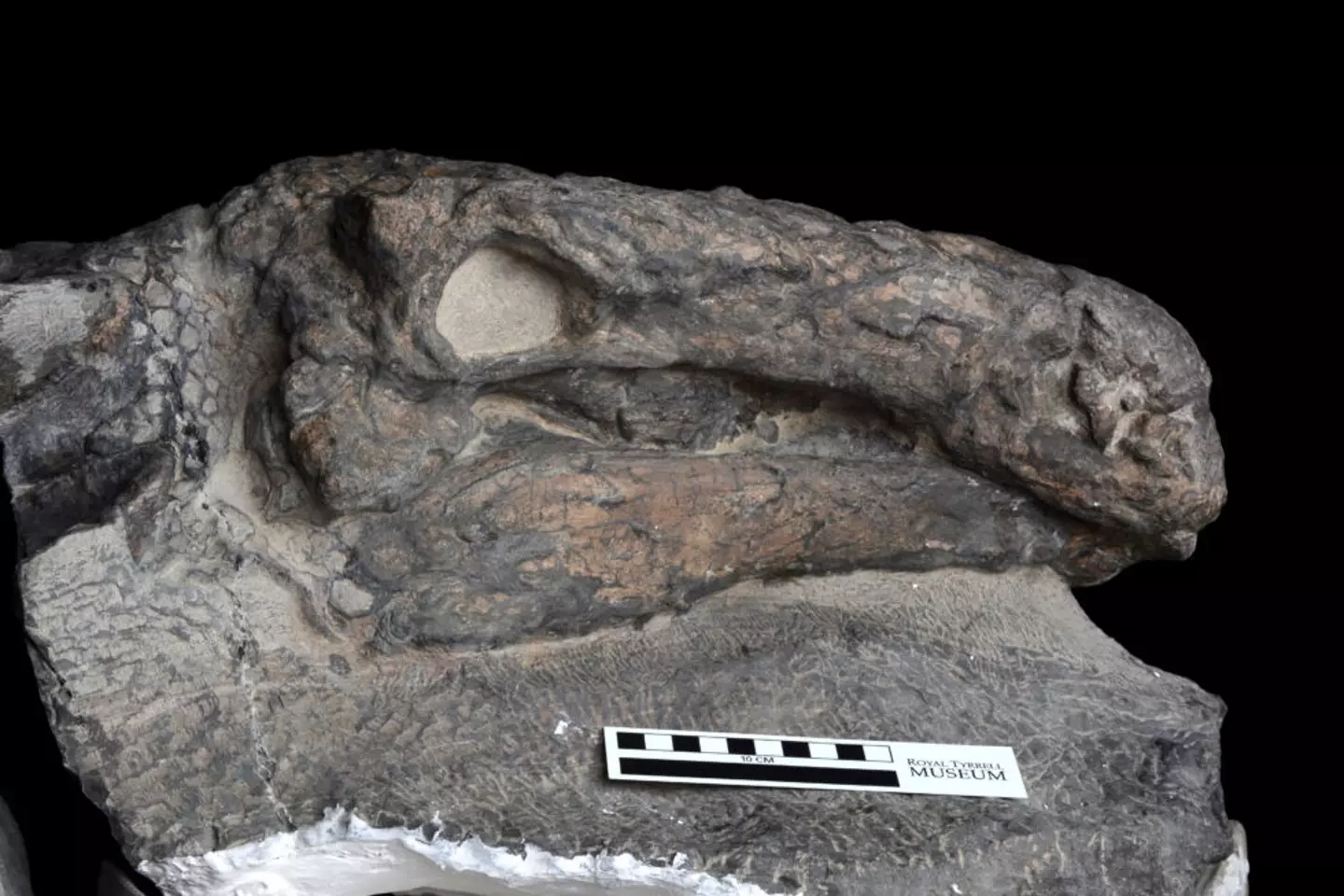 These nodosaur remains date back up to 100.5 million years ago.