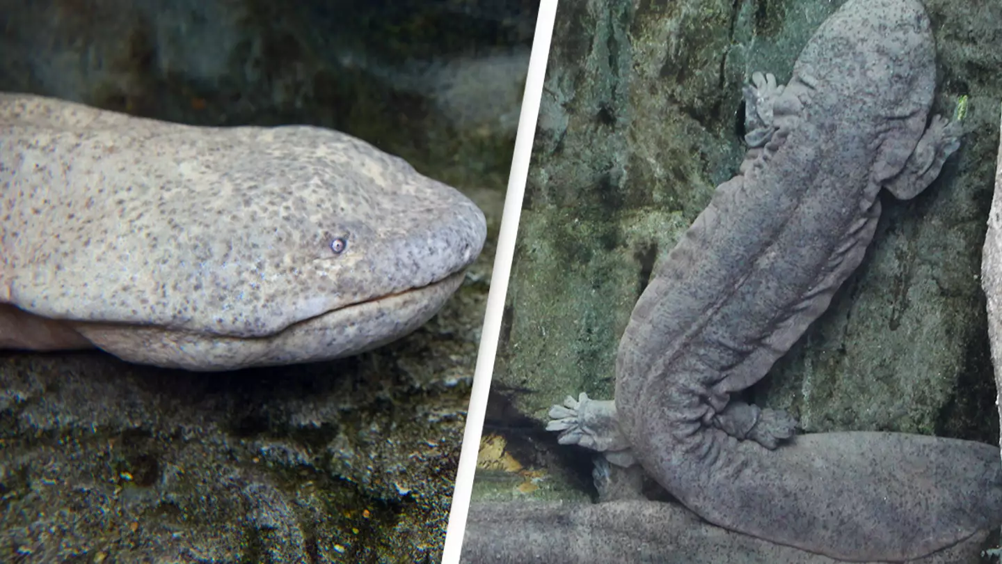 World’s largest amphibian might actually be nine different species