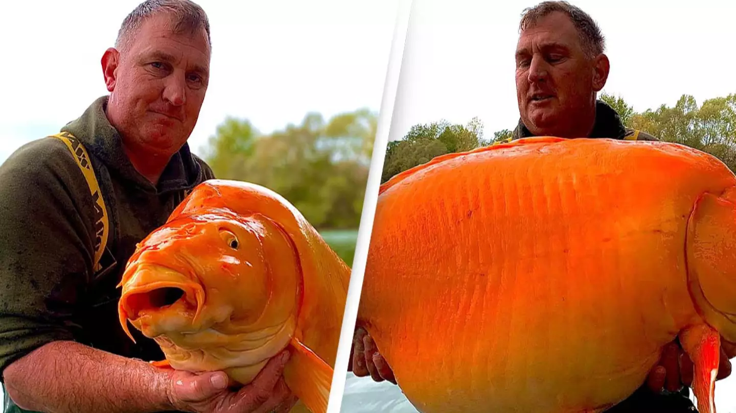 Man catches giant 'goldfish' as heavy as a 10-year-old proving how big they actually get in the wild