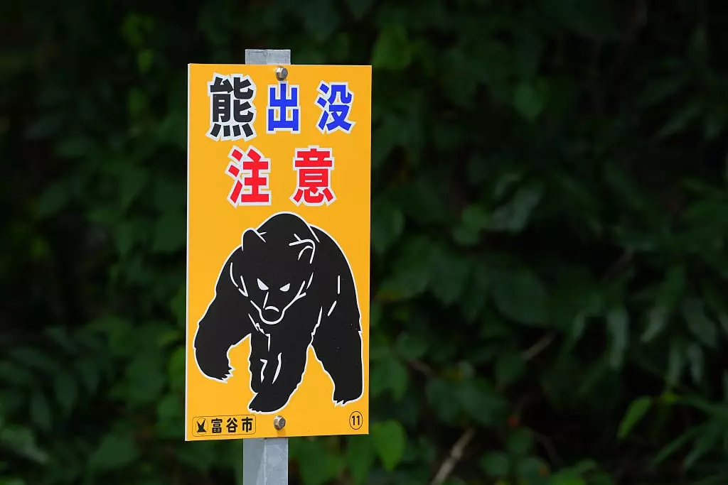 More than 13 people have been killed in bear attacks in Japan since April (Yoshimasa Nakano/Getty Images)