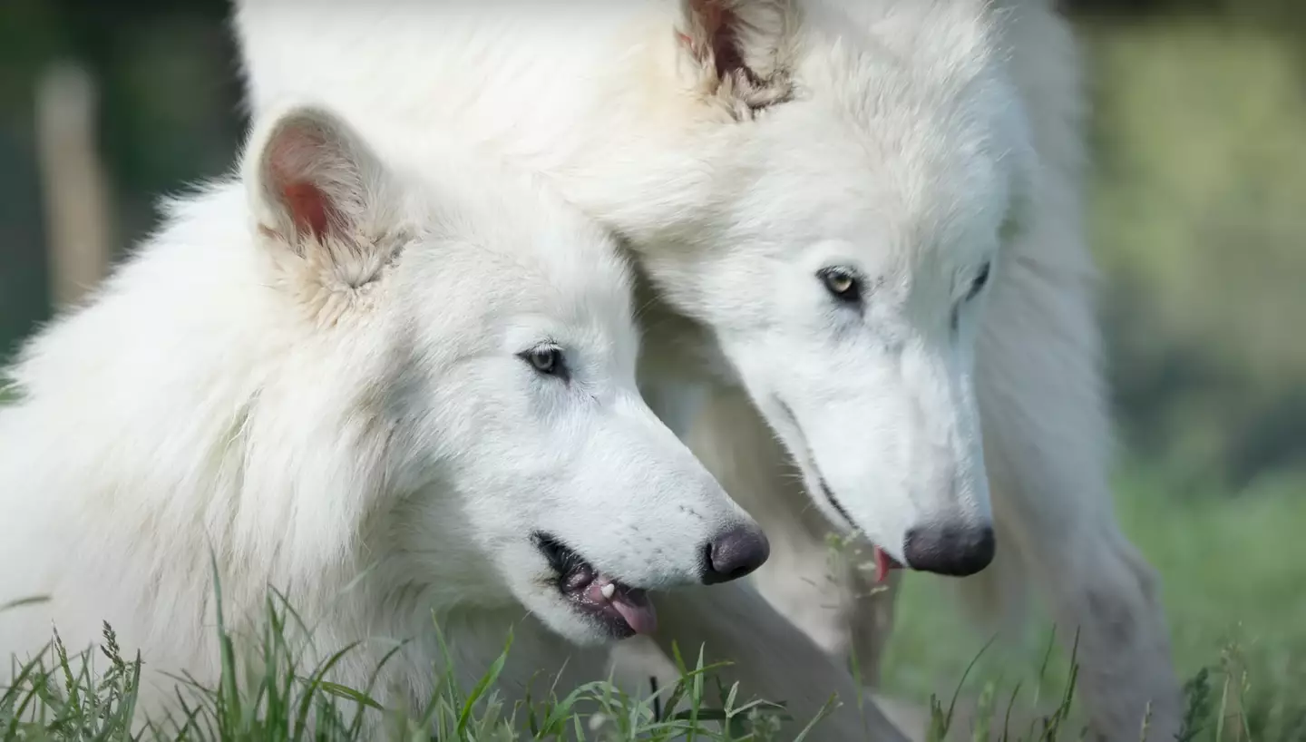 Romulus and Remus have doubled in size. (YouTube/Colossal Biosciences)