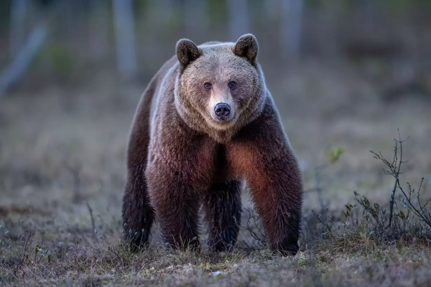 19-year-old Olga Moskalyovawas was on a trip with her stepfather (Getty Stock Images)