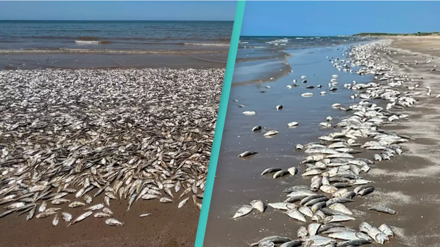 Thousands of dead fish wash up on beach leaving locals confused