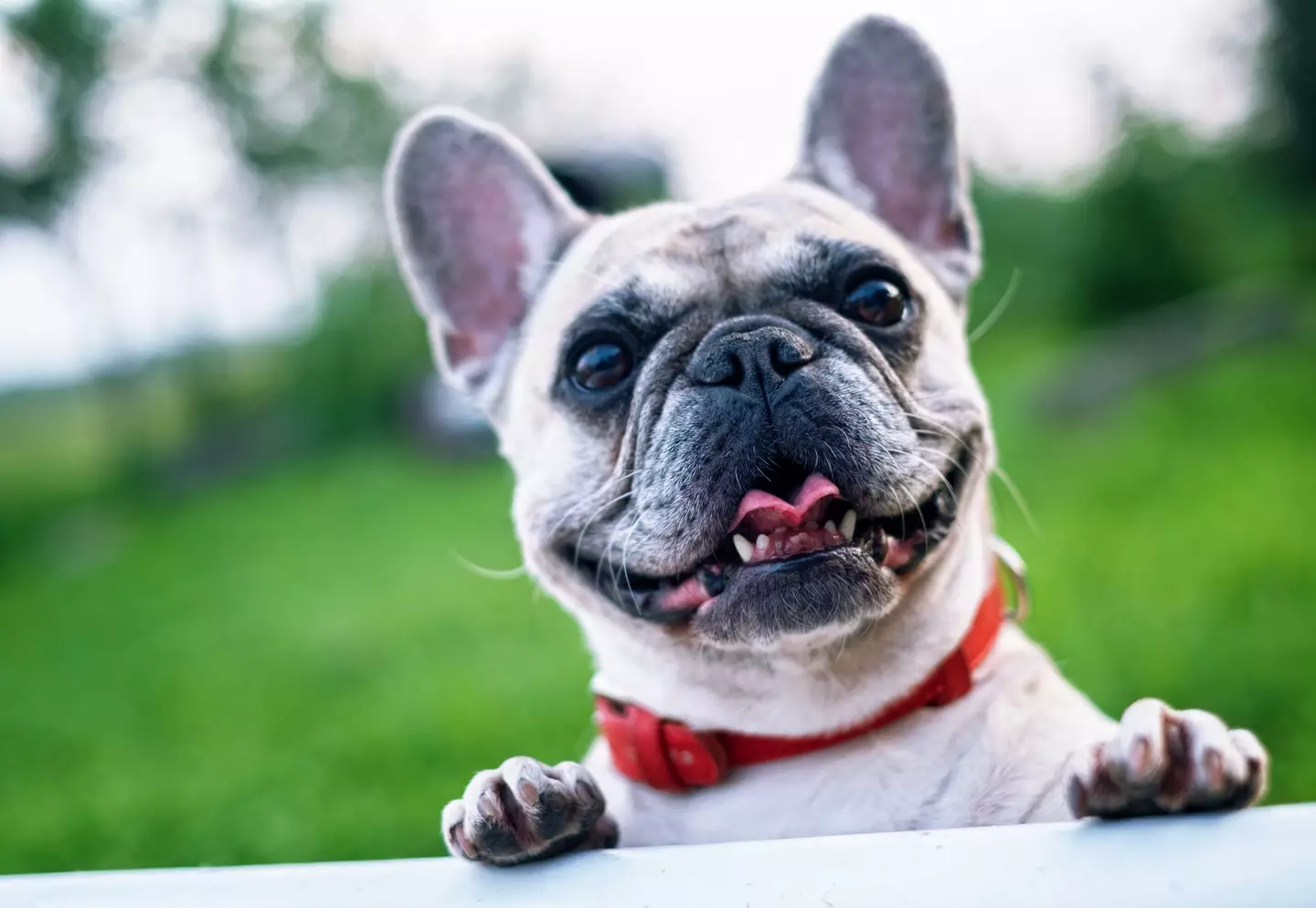 A mysterious dog illness is sweeping across the US.