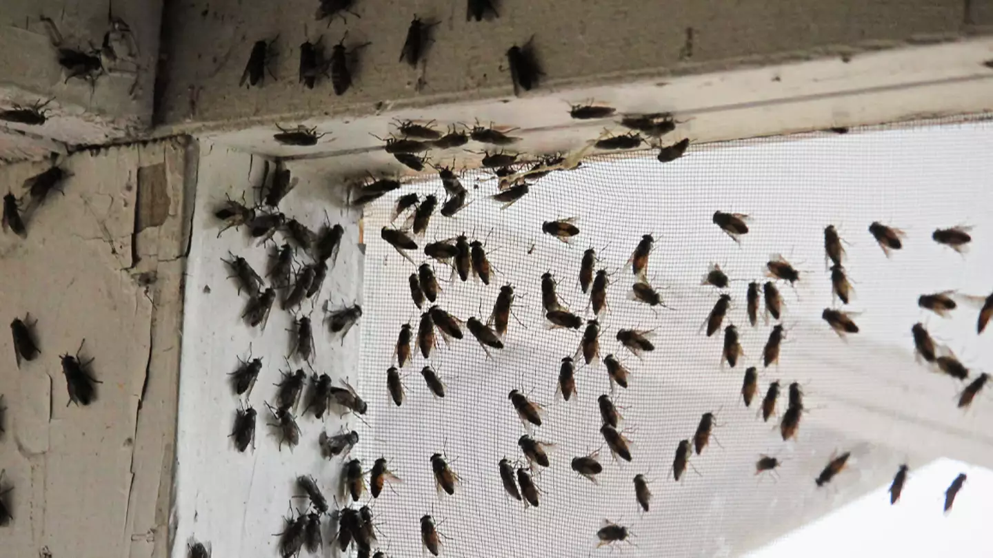 Millions of flies to be dropped on US state after disturbing threat of flesh-eating maggots