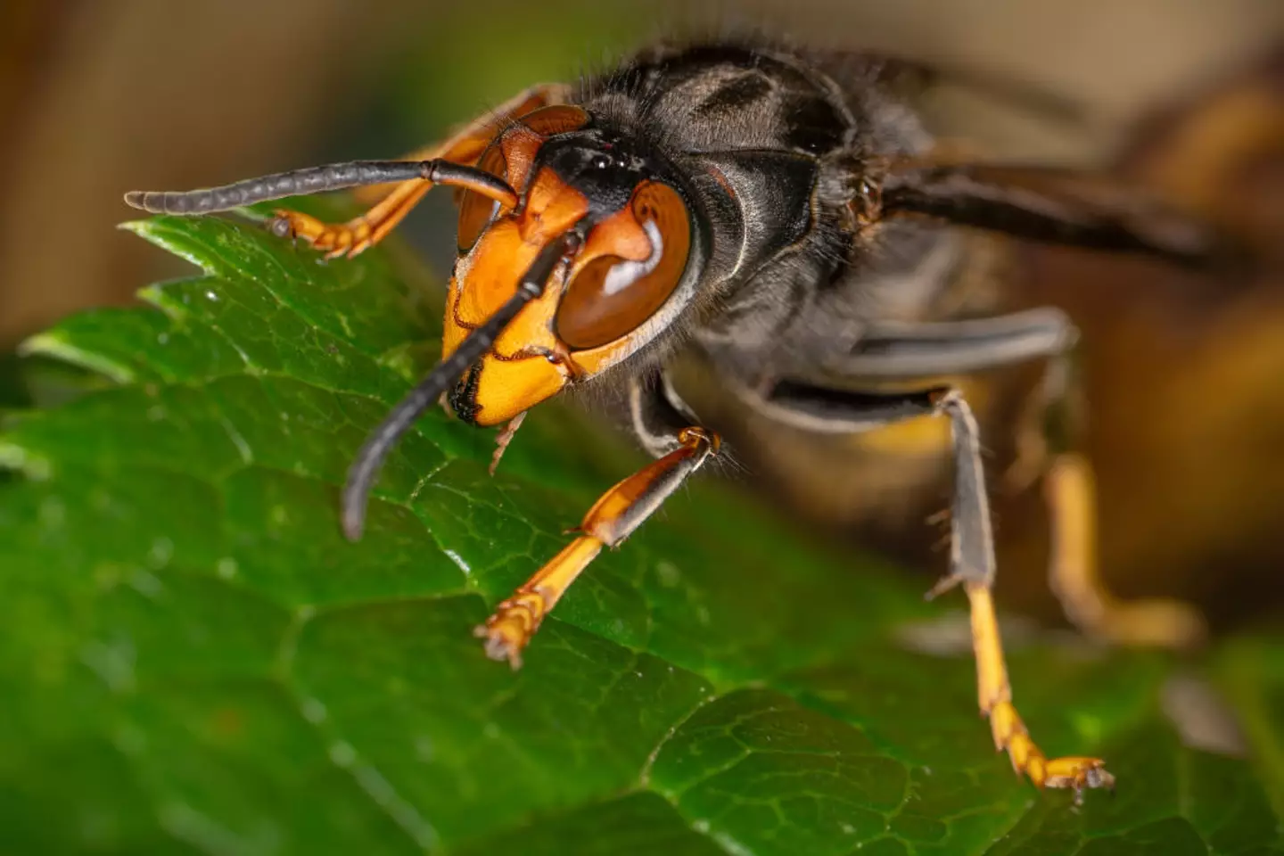 A swarm of Asian giant hornets attacked the father and son (Jonathan Raa/NurPhoto via Getty Images)